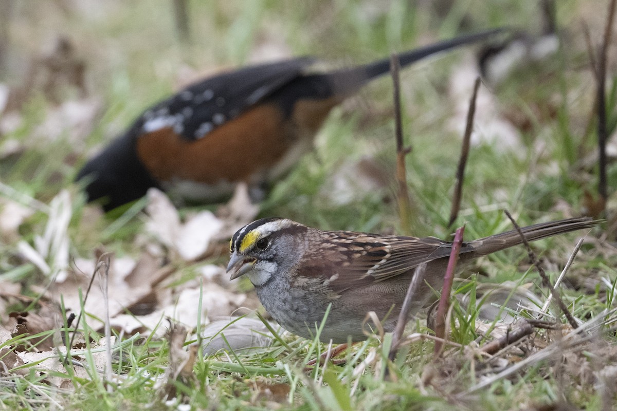 White-throated Sparrow - John Gordon