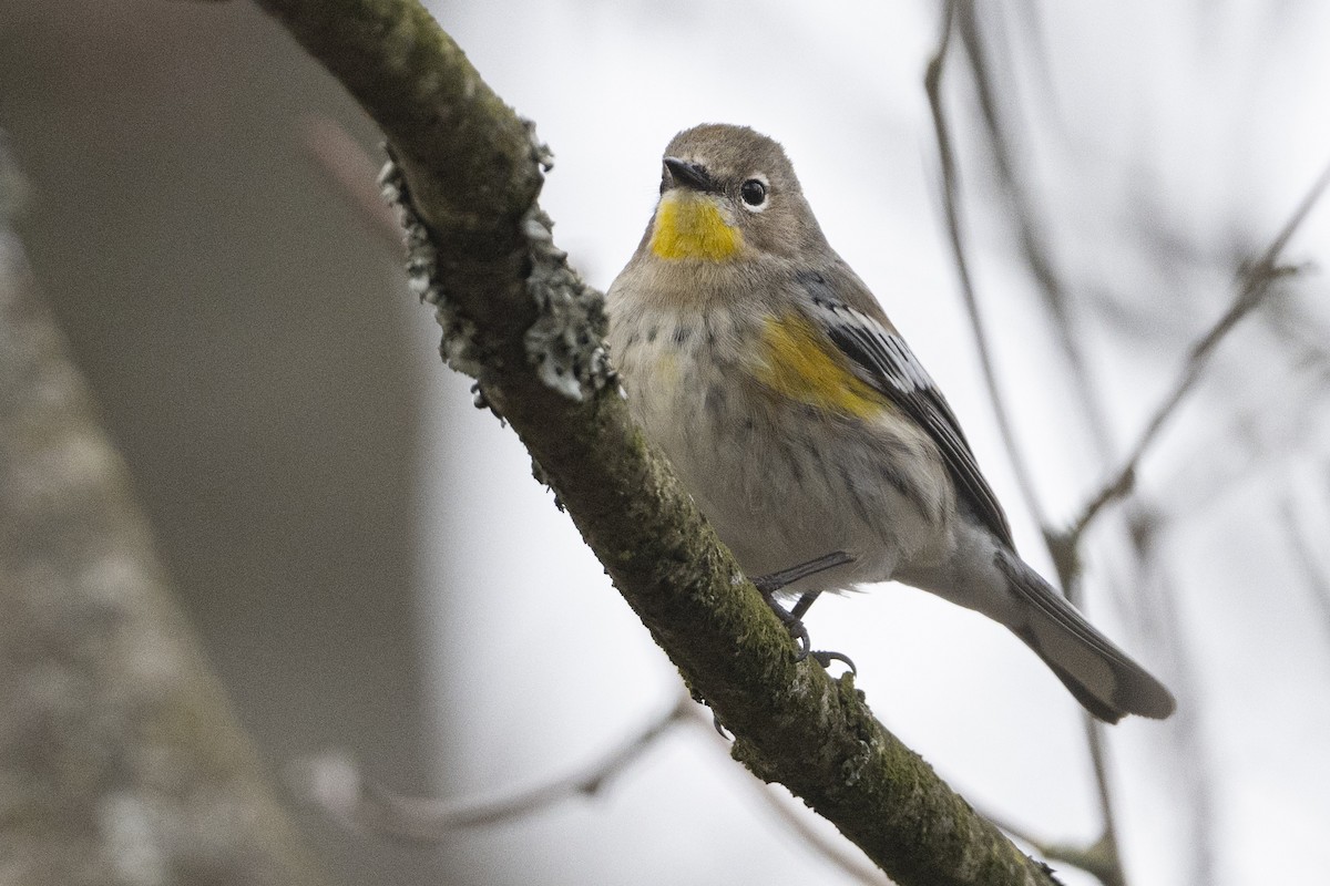 Yellow-rumped Warbler (Audubon's) - John Gordon