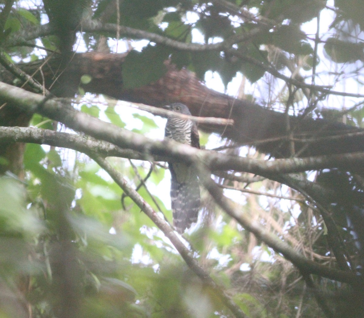 Dusky Long-tailed Cuckoo - ML615764410