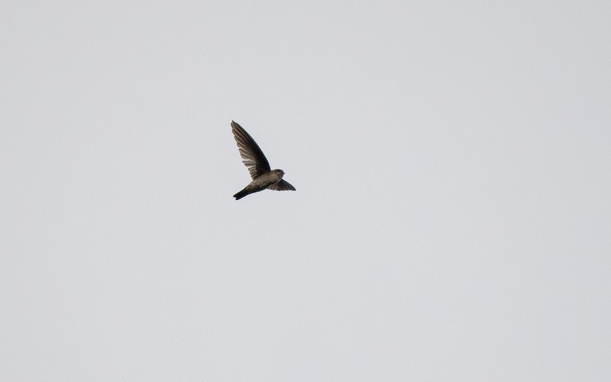 White-rumped Swiftlet - Forest Botial-Jarvis