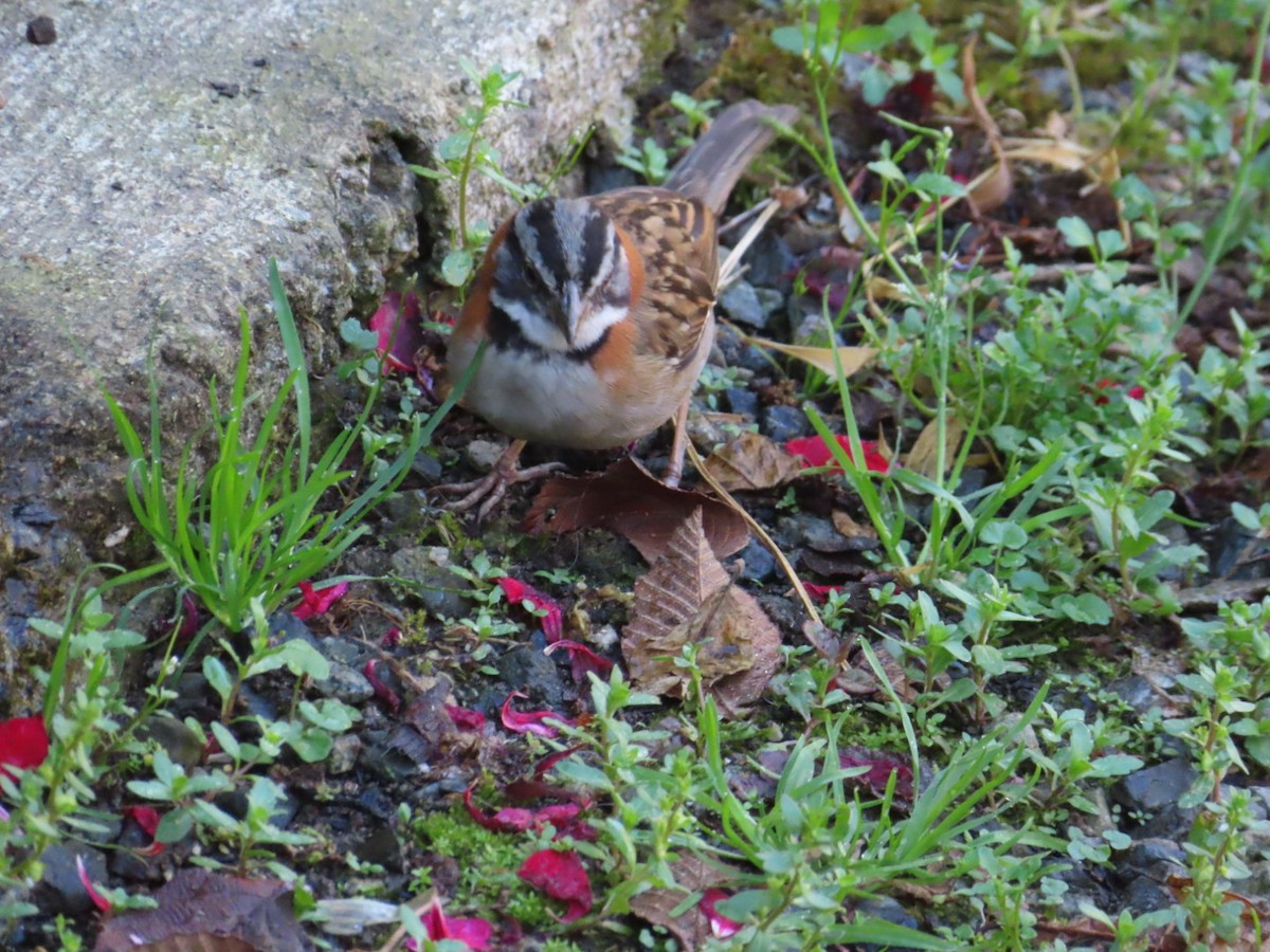 Rufous-collared Sparrow - ML615764689