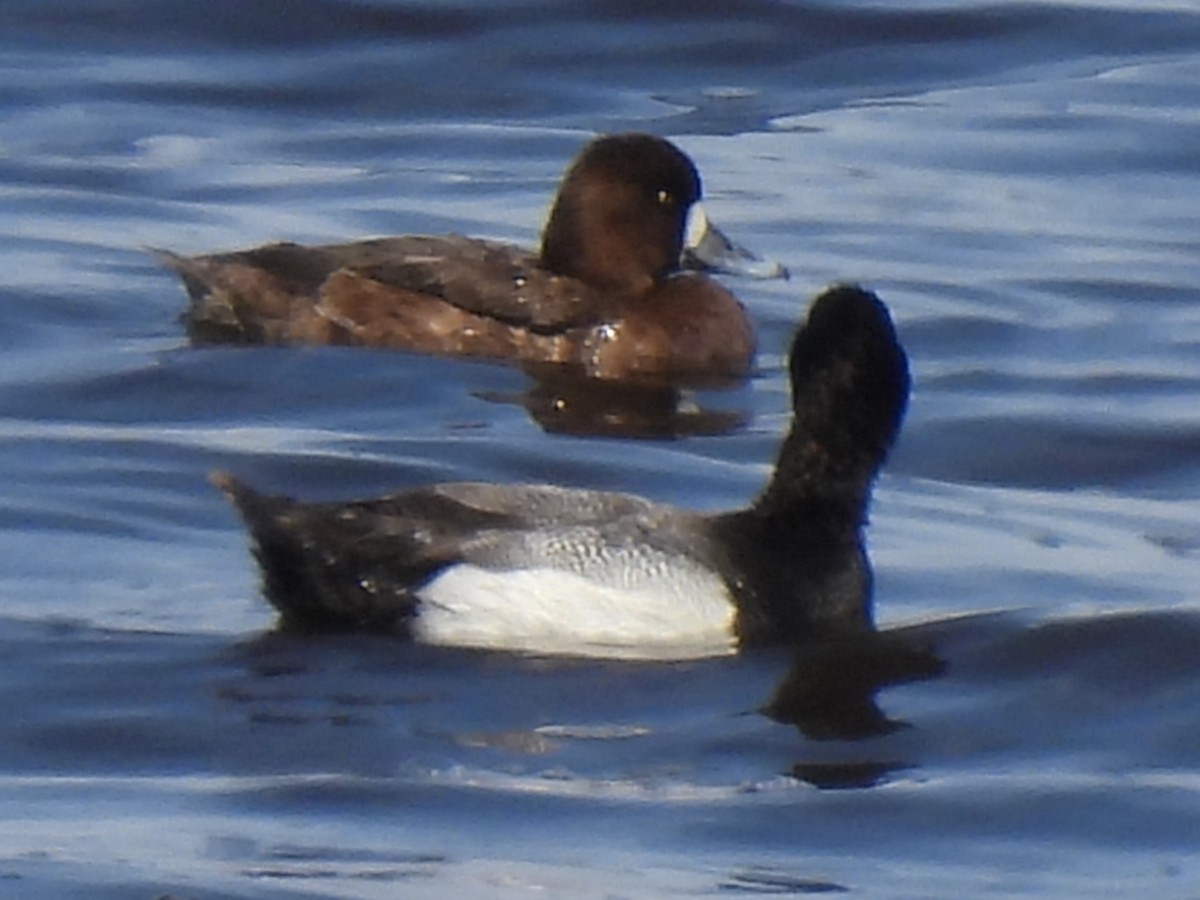 Lesser Scaup - Don Holcomb