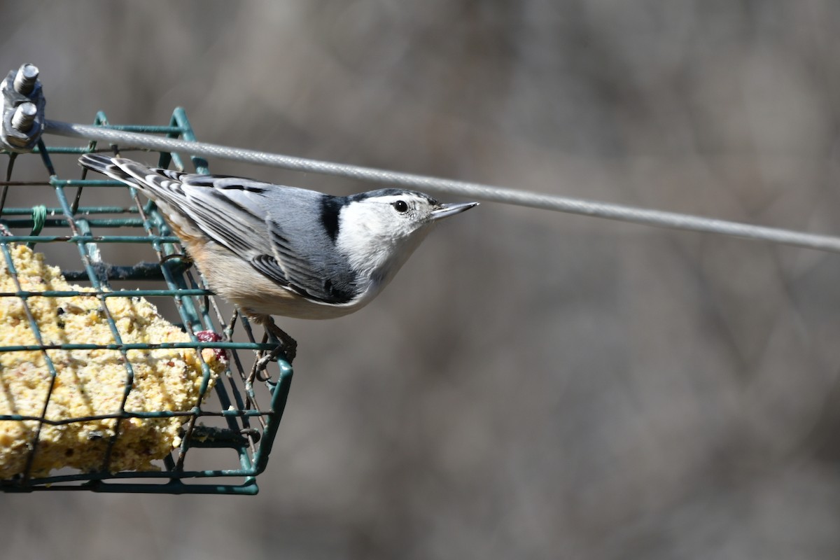 White-breasted Nuthatch - ML615765035