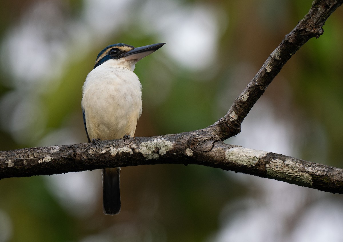 Pacific Kingfisher - Forest Botial-Jarvis