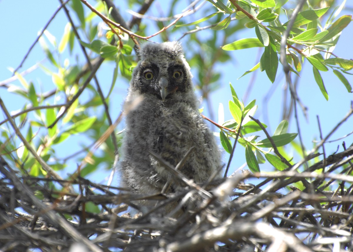 Long-eared Owl - ML615765111