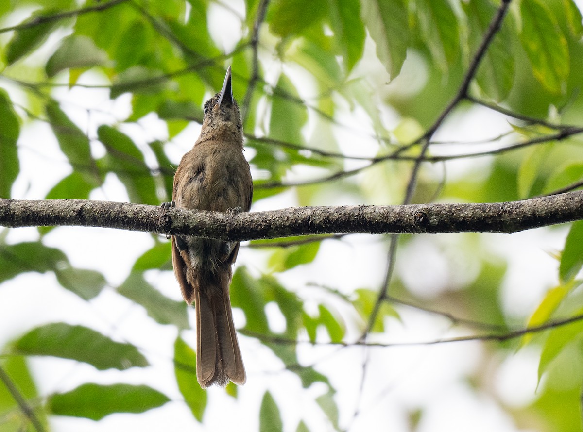 Black-throated Shrikebill - Forest Botial-Jarvis