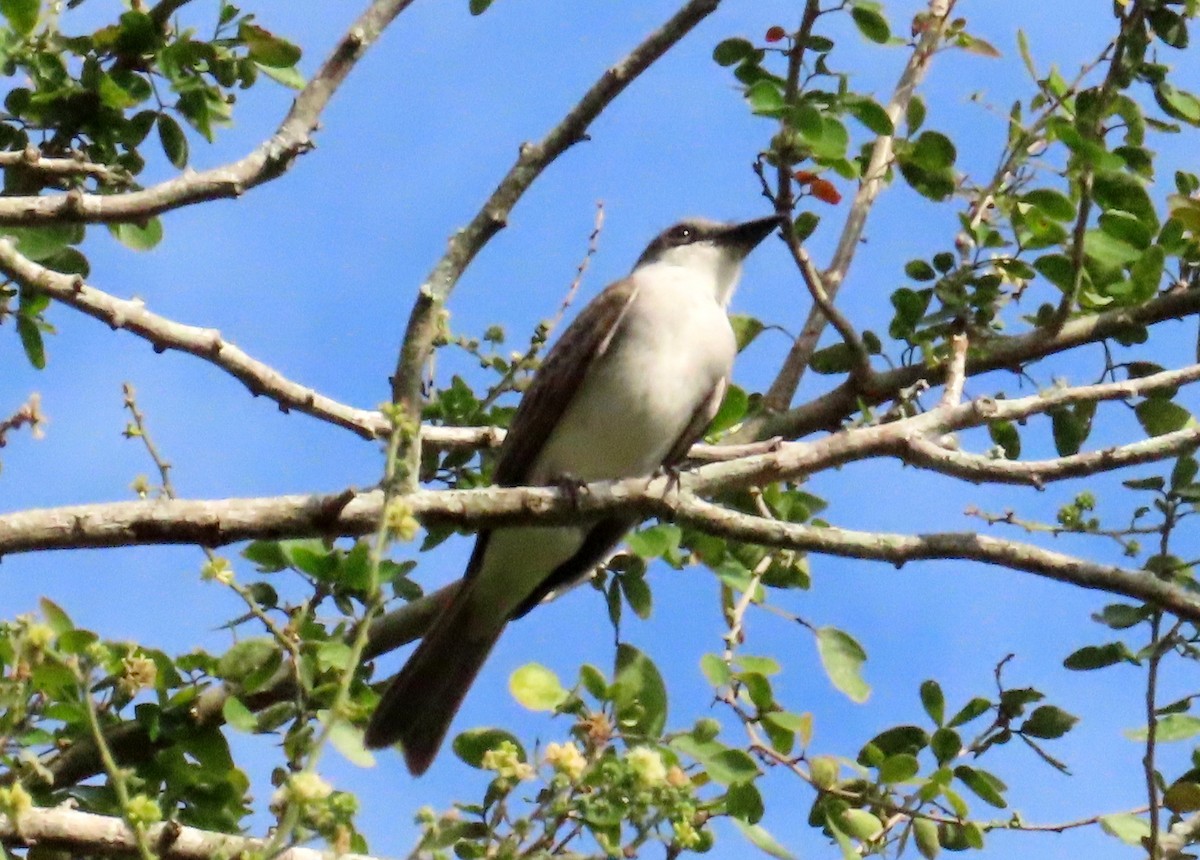 Loggerhead Kingbird (Hispaniolan) - ML615765197