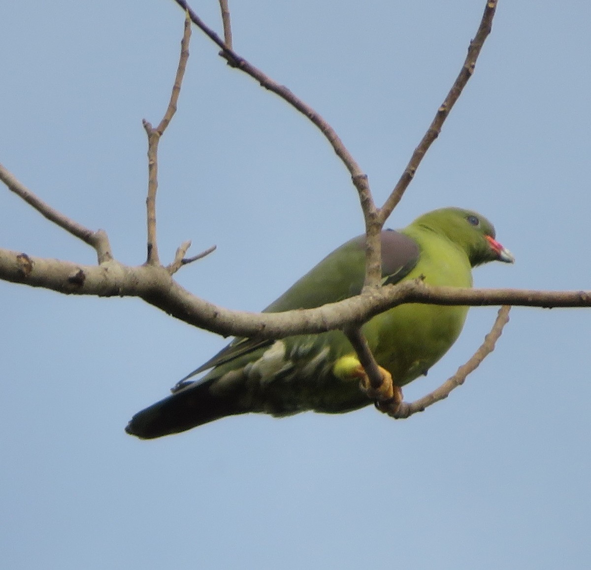 African Green-Pigeon - ML615765843