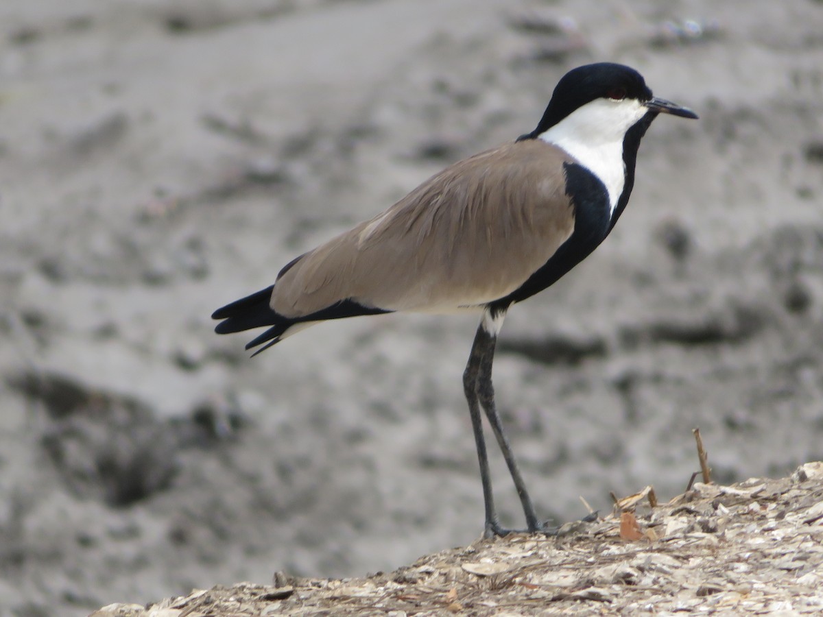 Spur-winged Lapwing - ML615765975