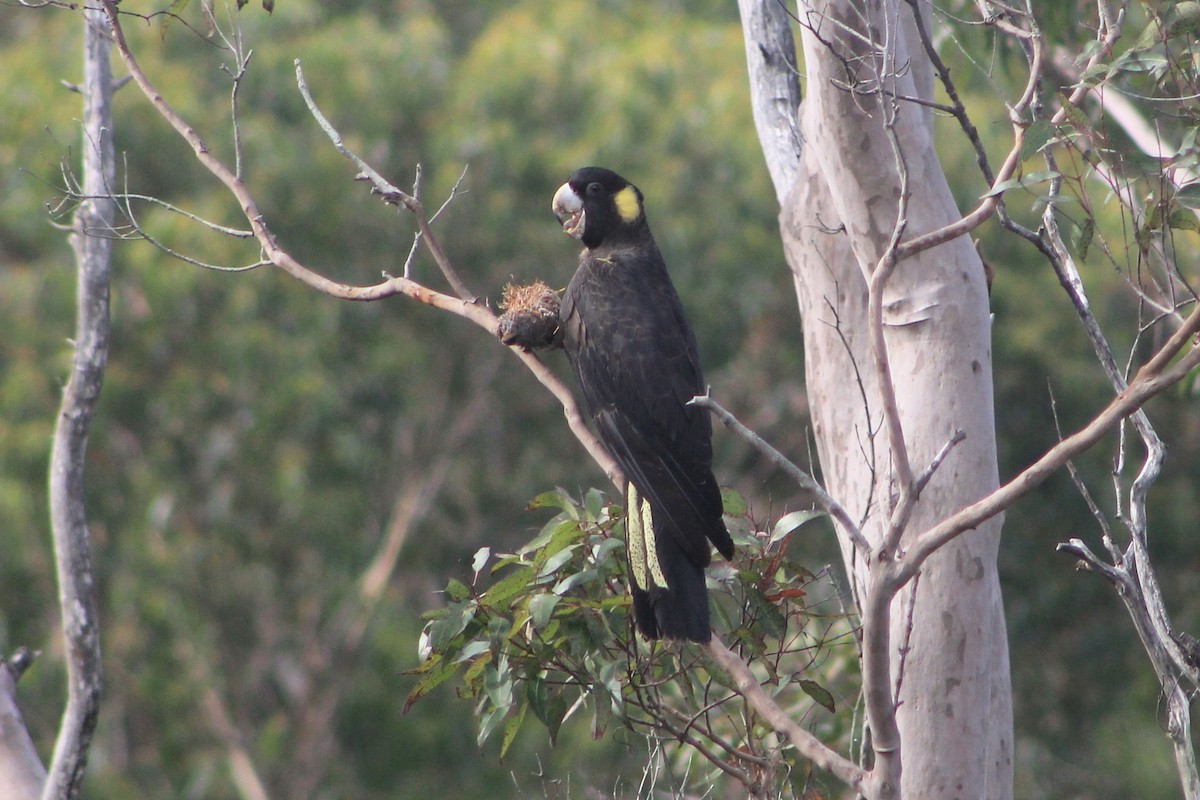 Yellow-tailed Black-Cockatoo - ML615766023