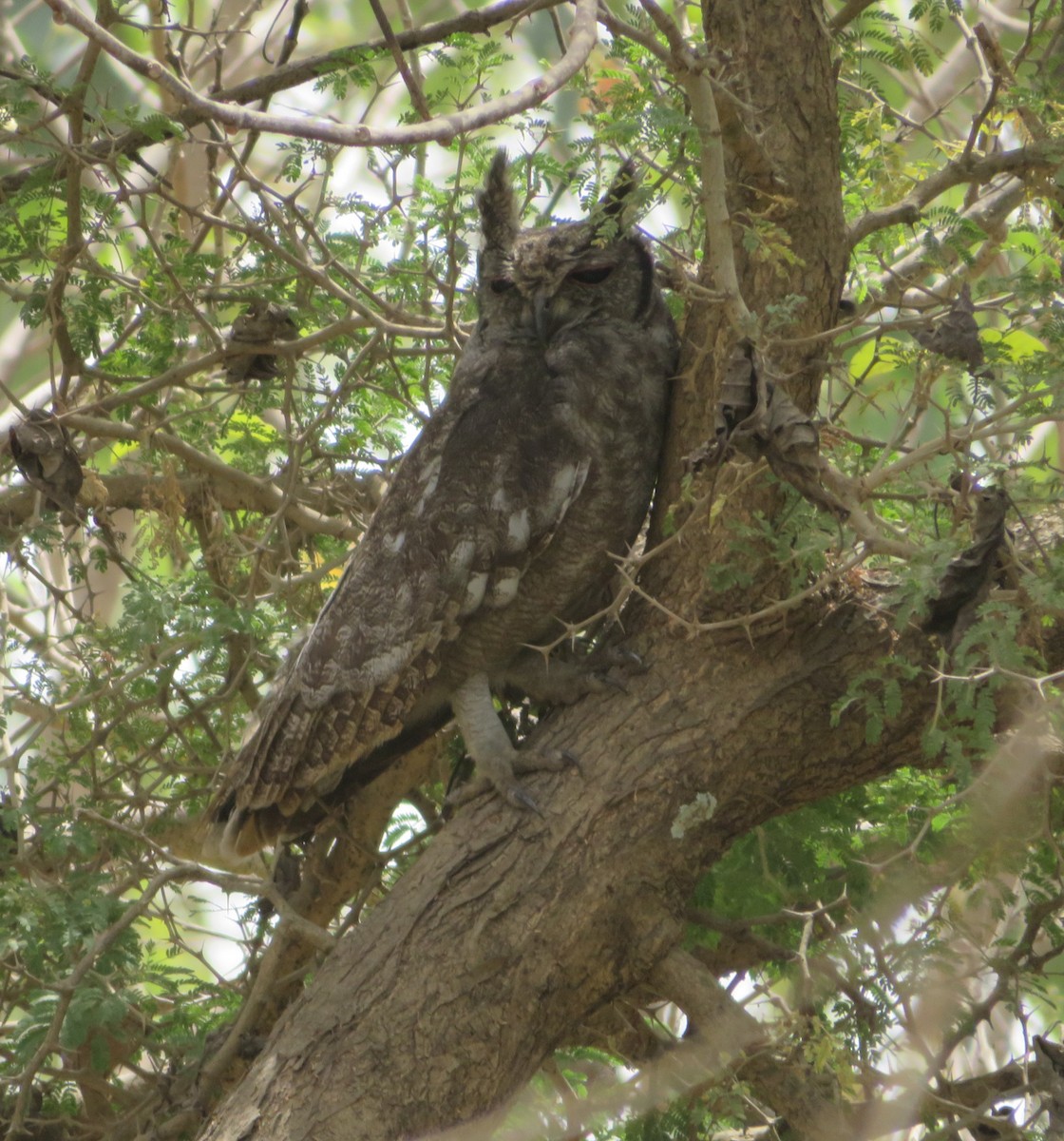 Grayish Eagle-Owl - ML615766081