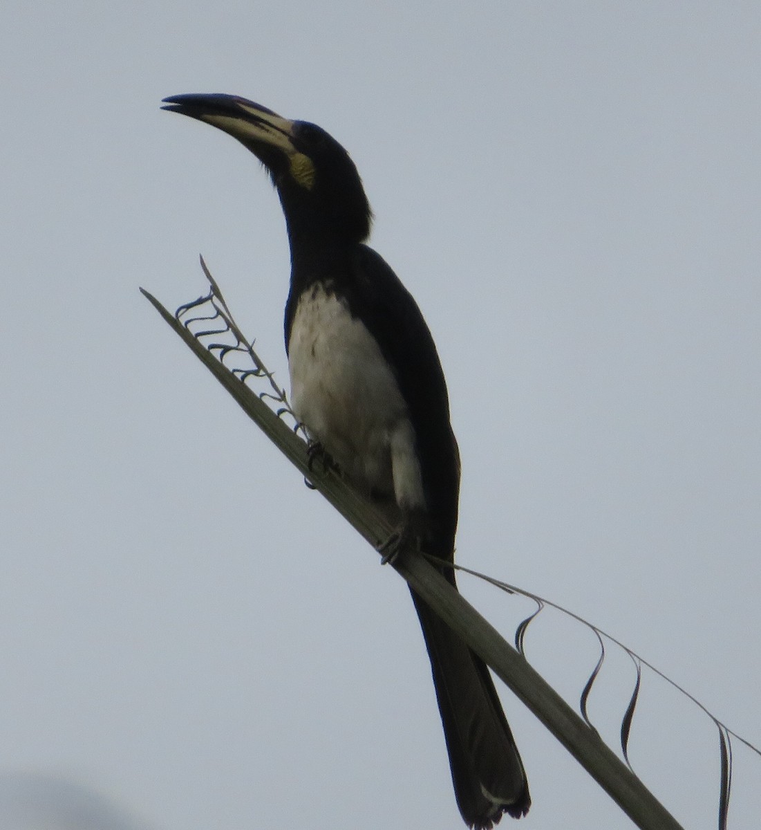 African Gray Hornbill - ML615766148
