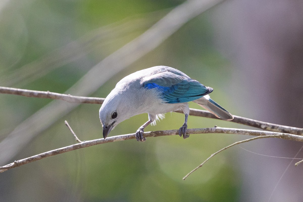 Blue-gray Tanager - ML615766171