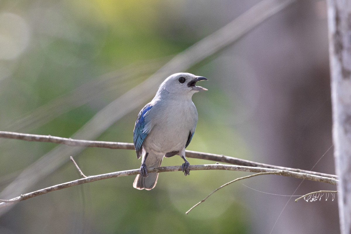 Blue-gray Tanager - ML615766172