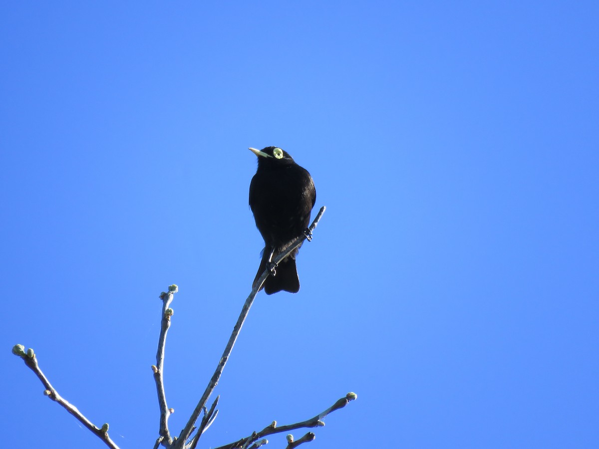Spectacled Tyrant - ML615766260