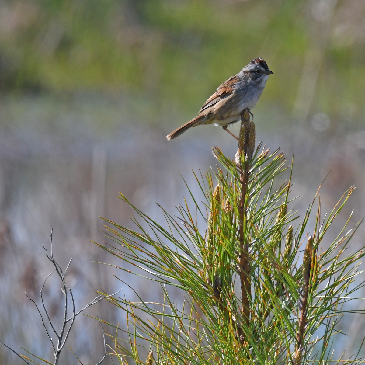 Swamp Sparrow - ML615766278