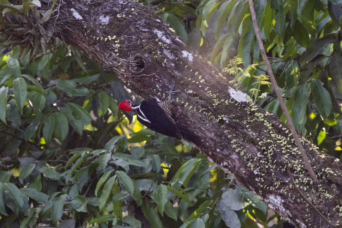Crimson-crested Woodpecker - ML615766304