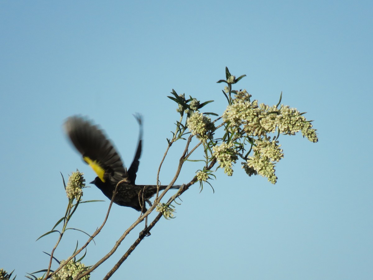 Yellow-winged Blackbird - ML615766327