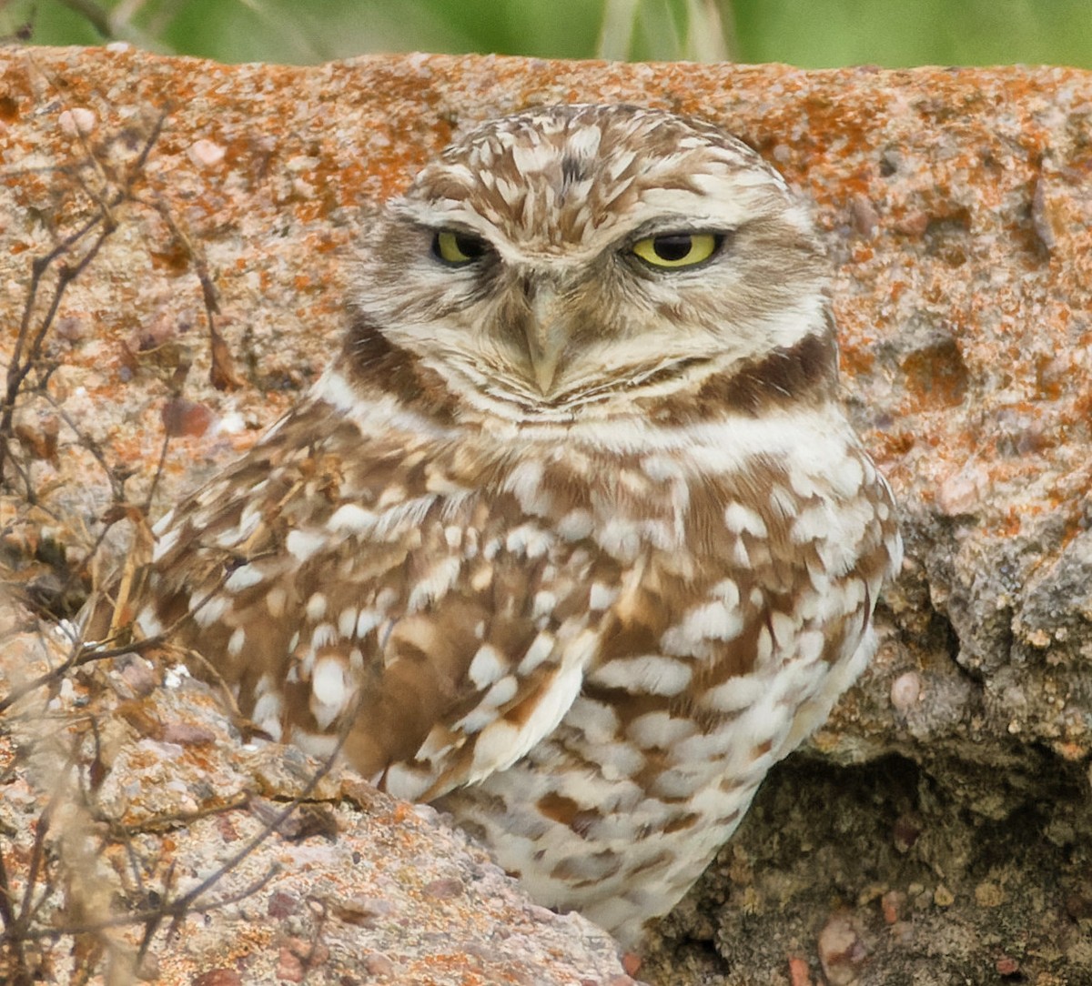 Burrowing Owl - ML615766406
