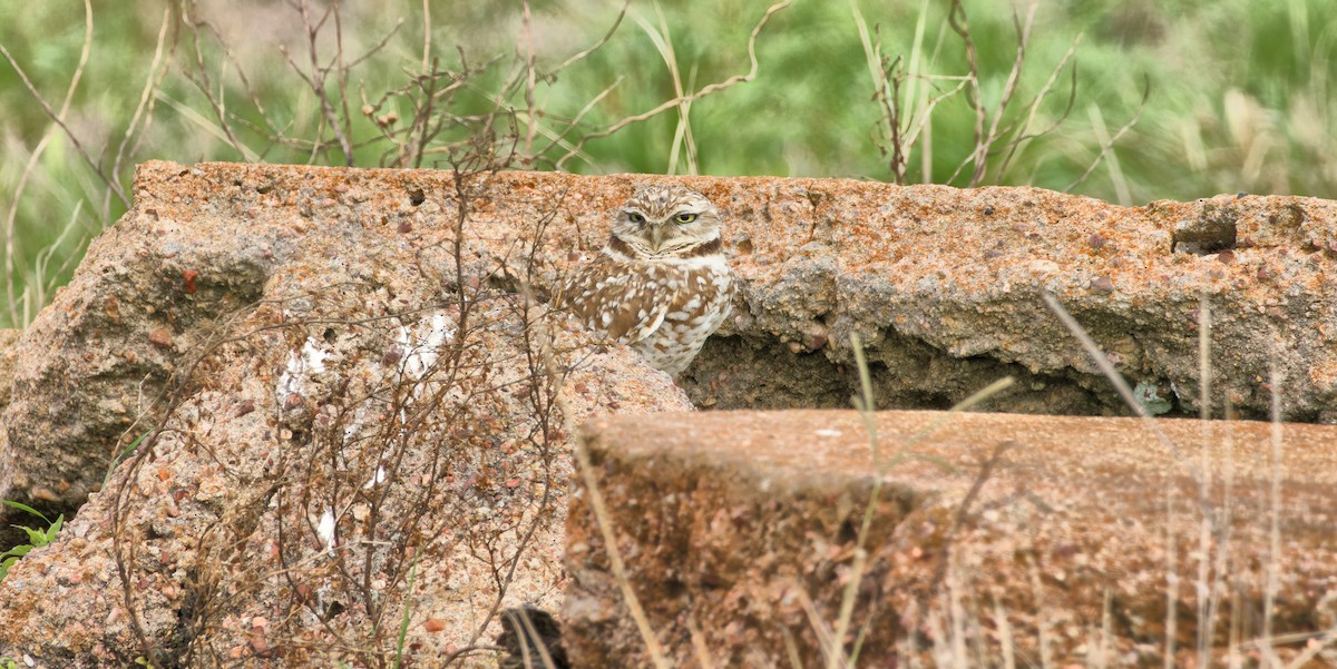 Burrowing Owl - ML615766419
