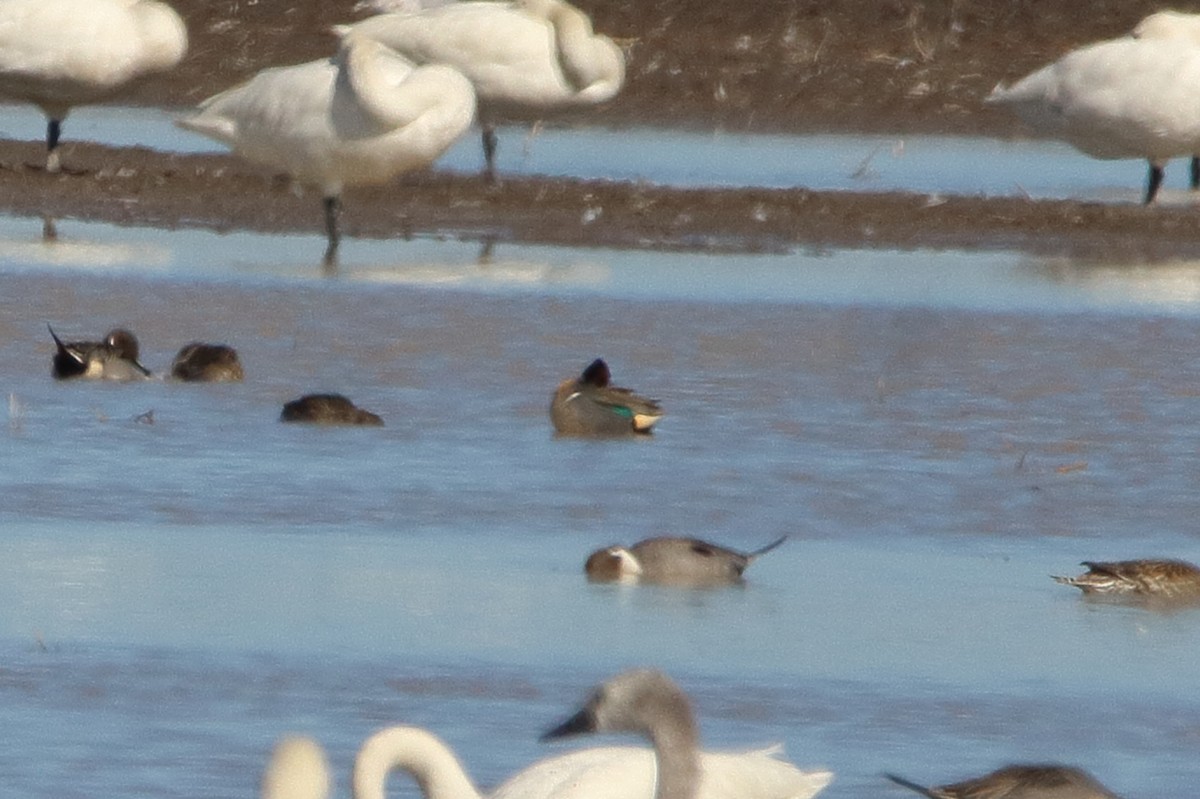 Green-winged Teal - ML615766481