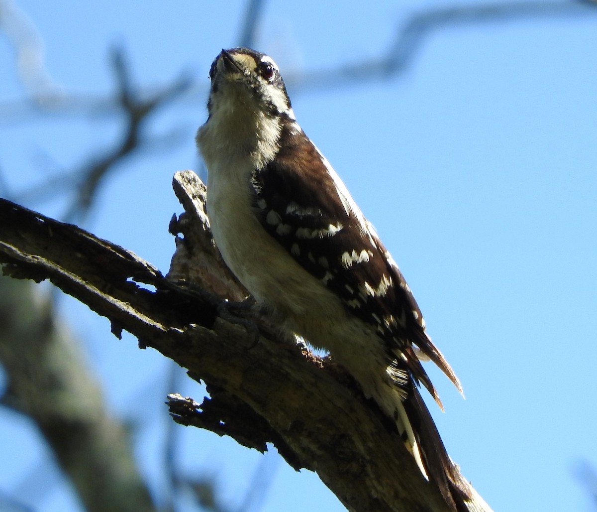 Downy Woodpecker - ML615766524