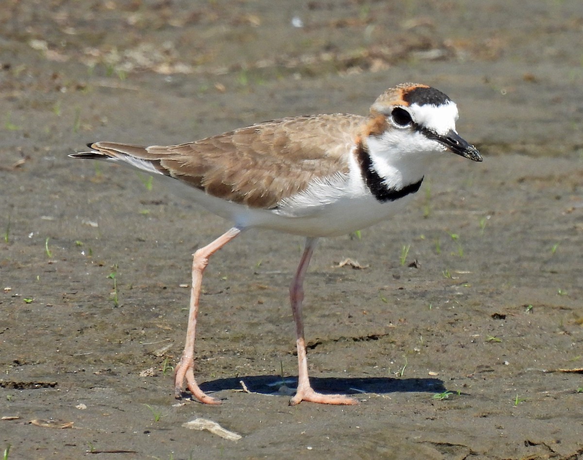 Collared Plover - ML615766687