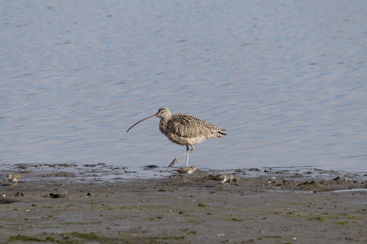 Long-billed Curlew - ML615766711