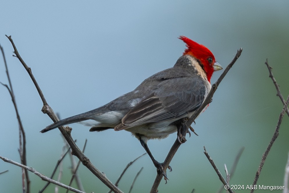 Red-crested Cardinal - ML615766861