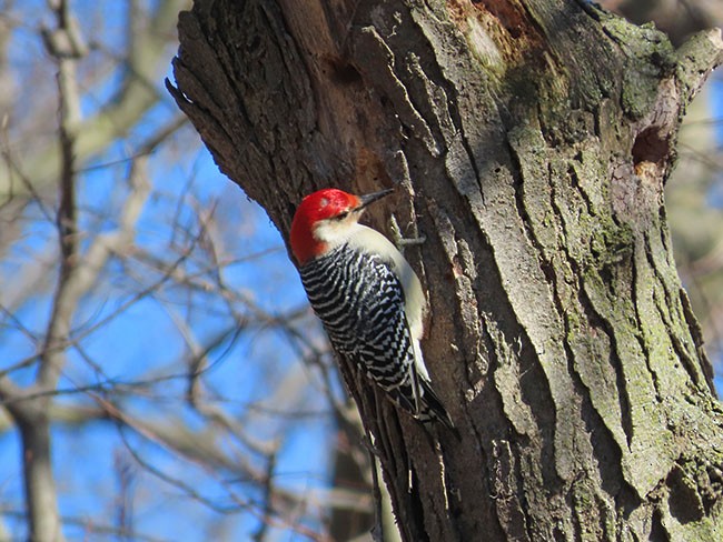 Red-bellied Woodpecker - ML615766962