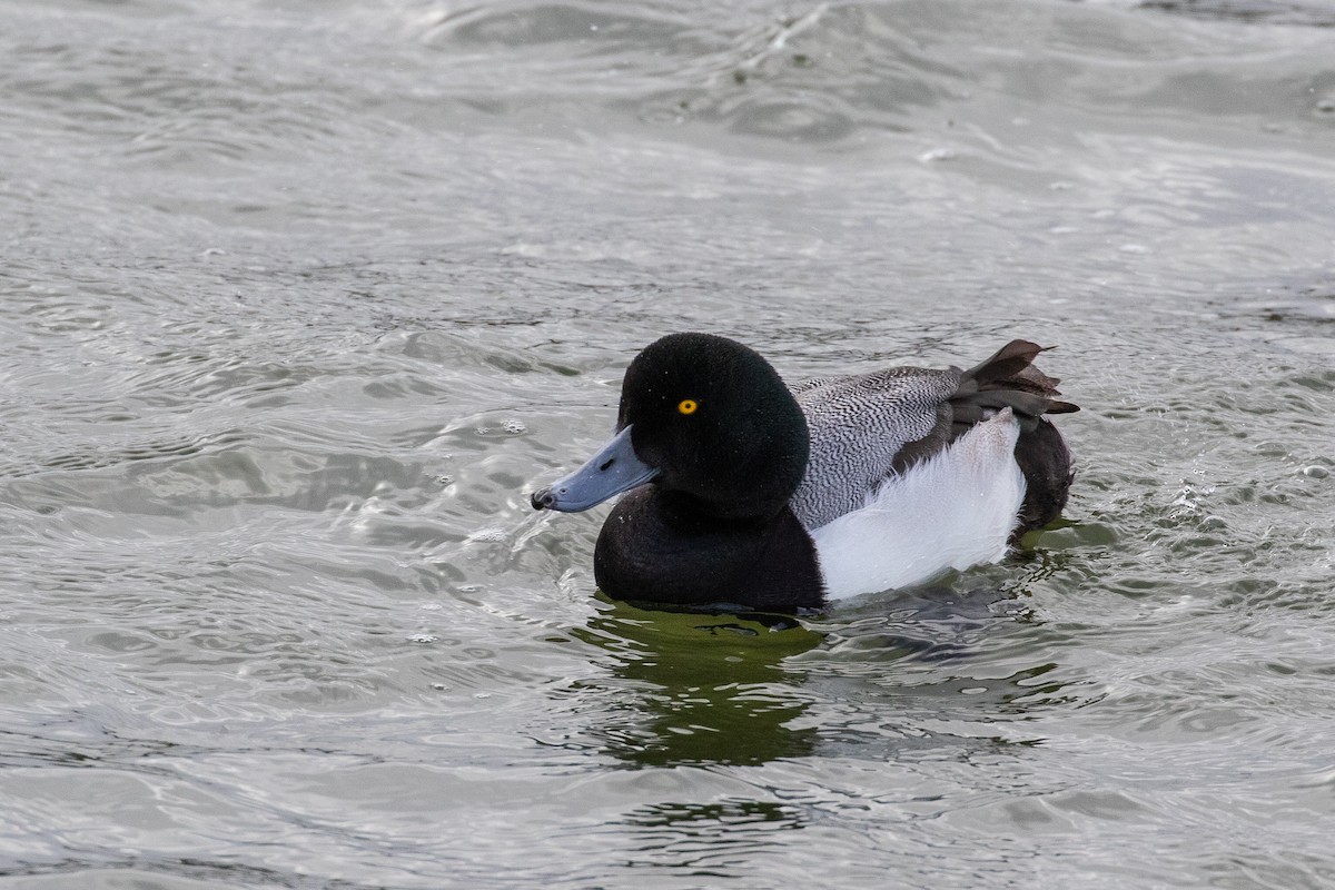 Greater Scaup - ML615767196