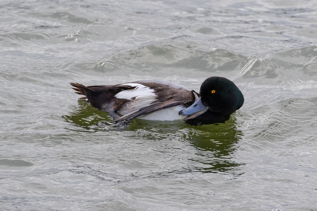 Greater Scaup - ML615767197
