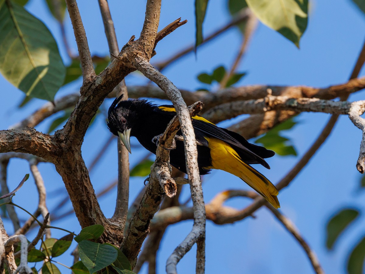 Yellow-winged Cacique - ML615767332