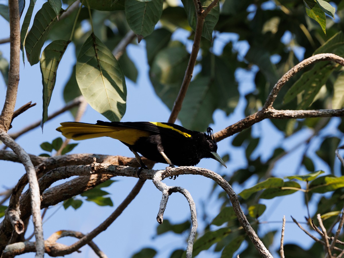 Yellow-winged Cacique - ML615767333