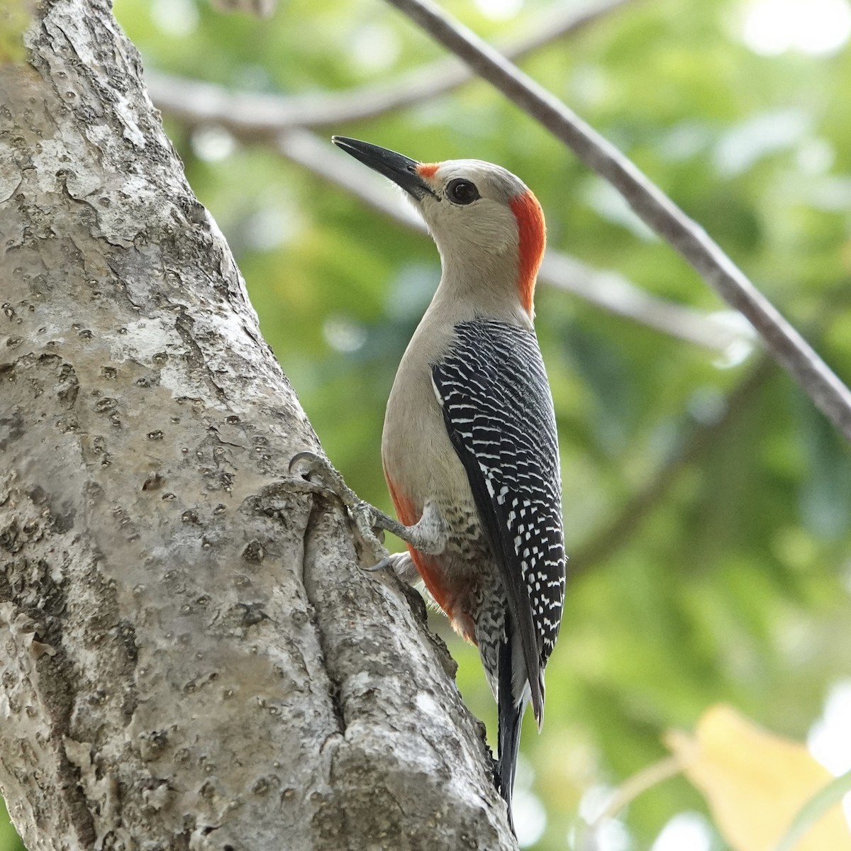 Golden-fronted Woodpecker - ML615767395