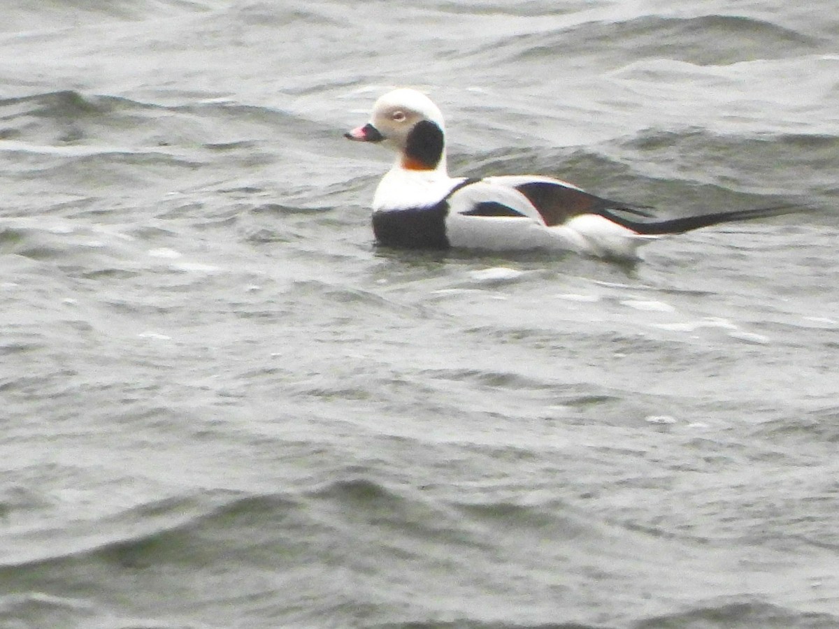 Long-tailed Duck - ML615767438