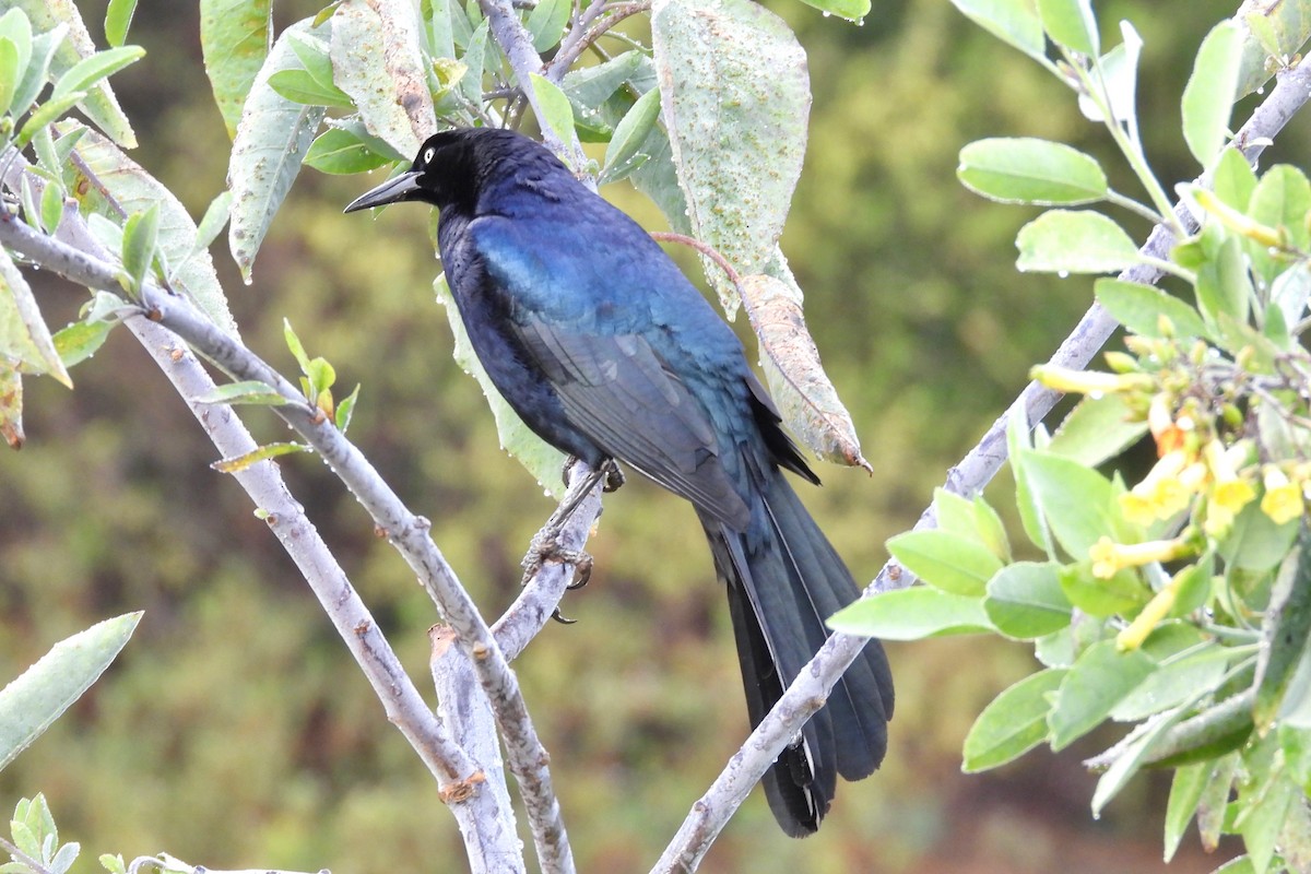 Great-tailed Grackle - Ann Potenzone