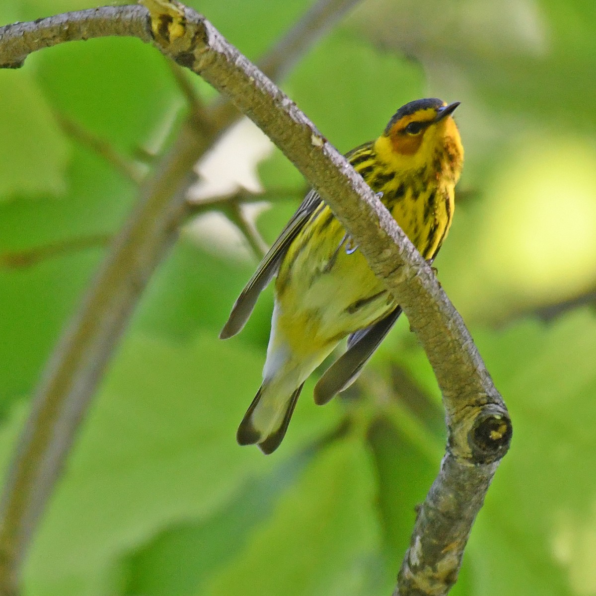 Cape May Warbler - ML615767506