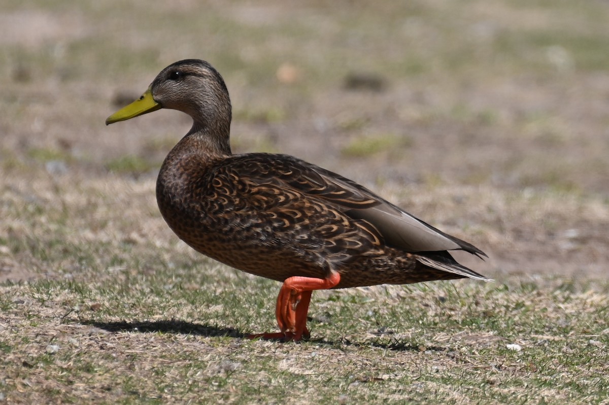 Mexican Duck - ML615767536