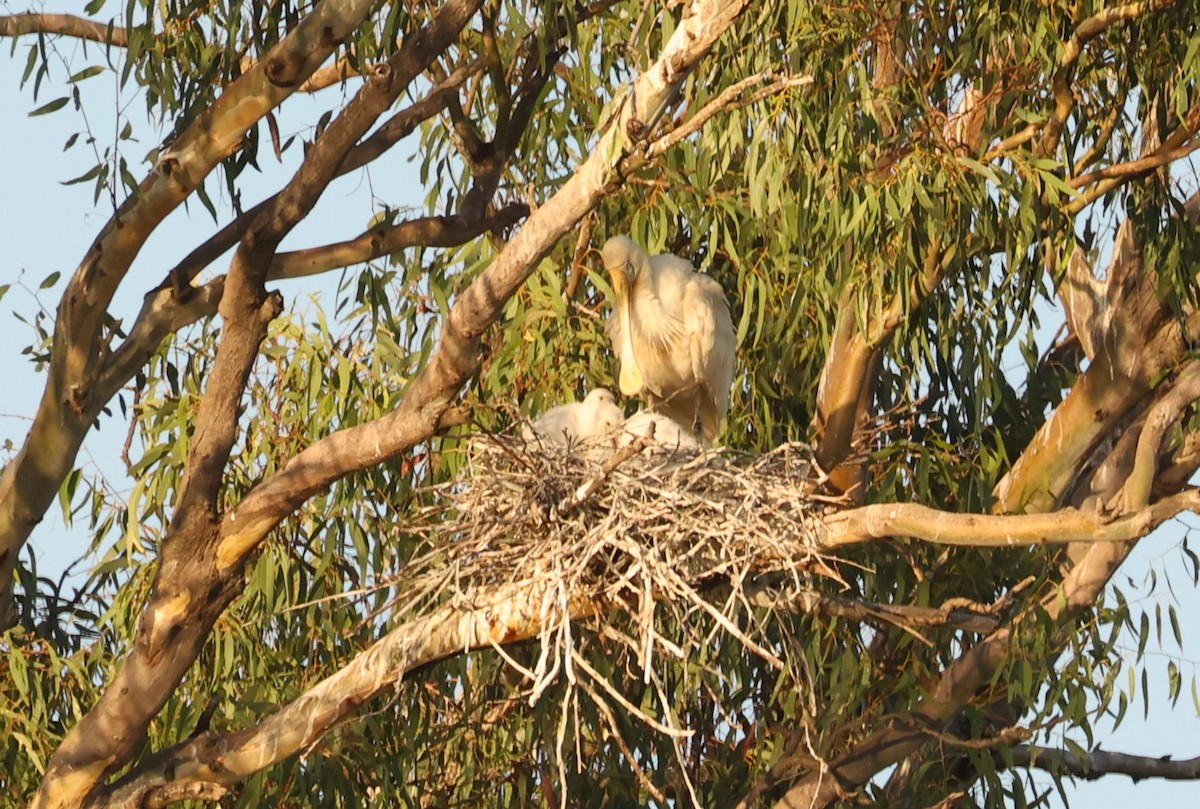 eBird Checklist - 8 Mar 2024 - Numurkah lake - 25 species