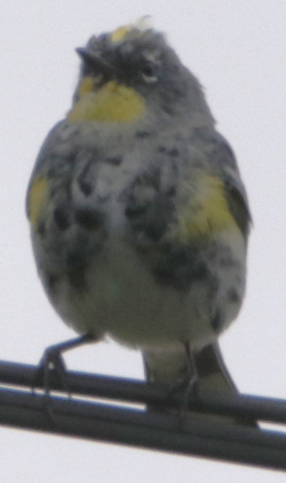 Yellow-rumped Warbler - ML615767793