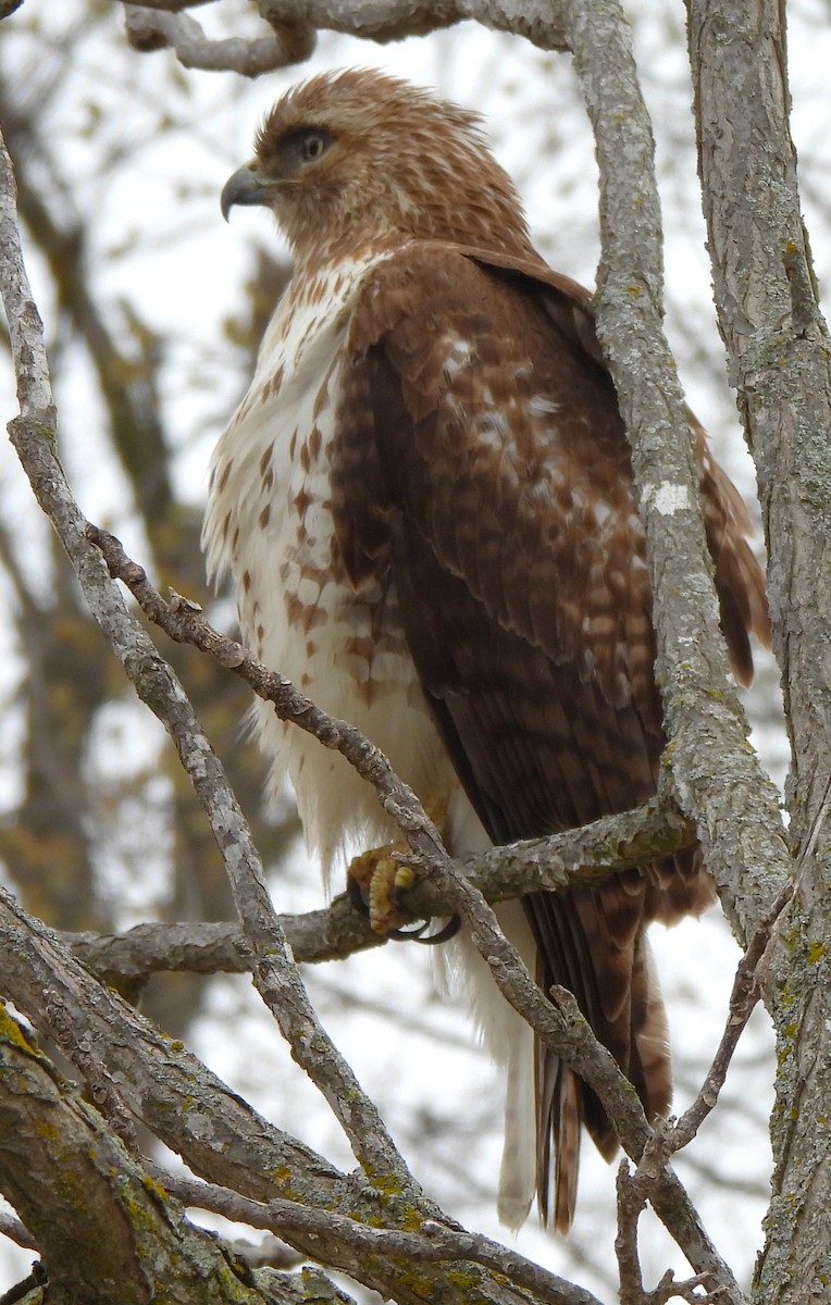Red-tailed Hawk - ML615767800