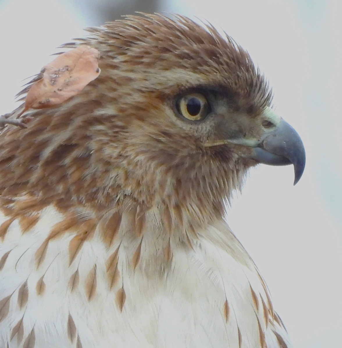 Red-tailed Hawk - ML615767801