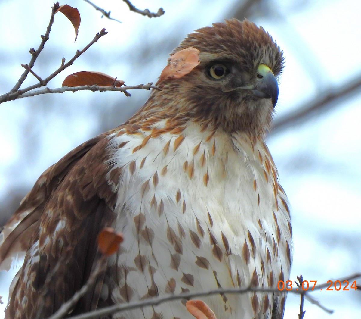 Red-tailed Hawk - ML615767810