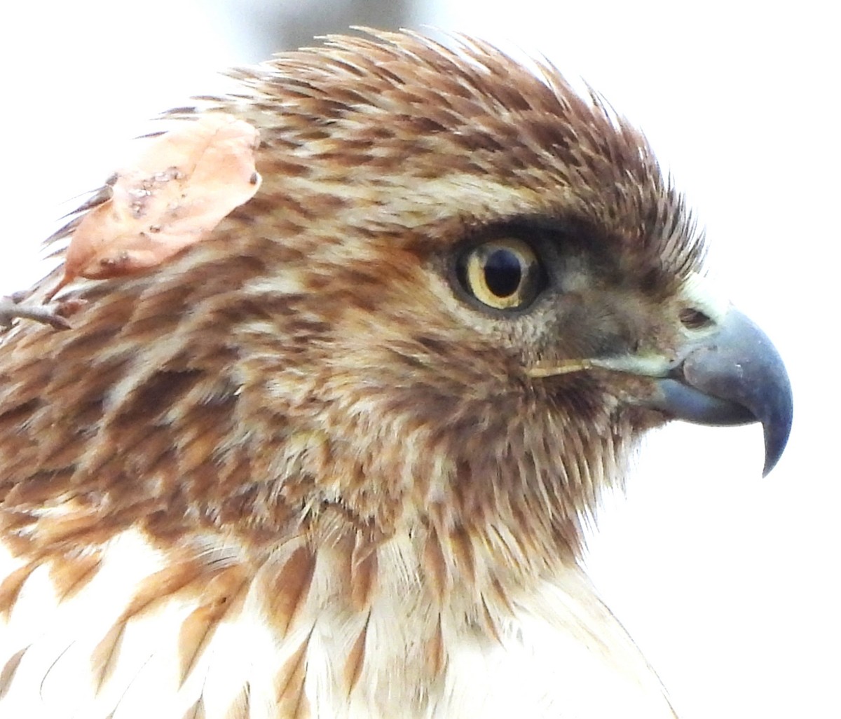 Red-tailed Hawk - ML615767811