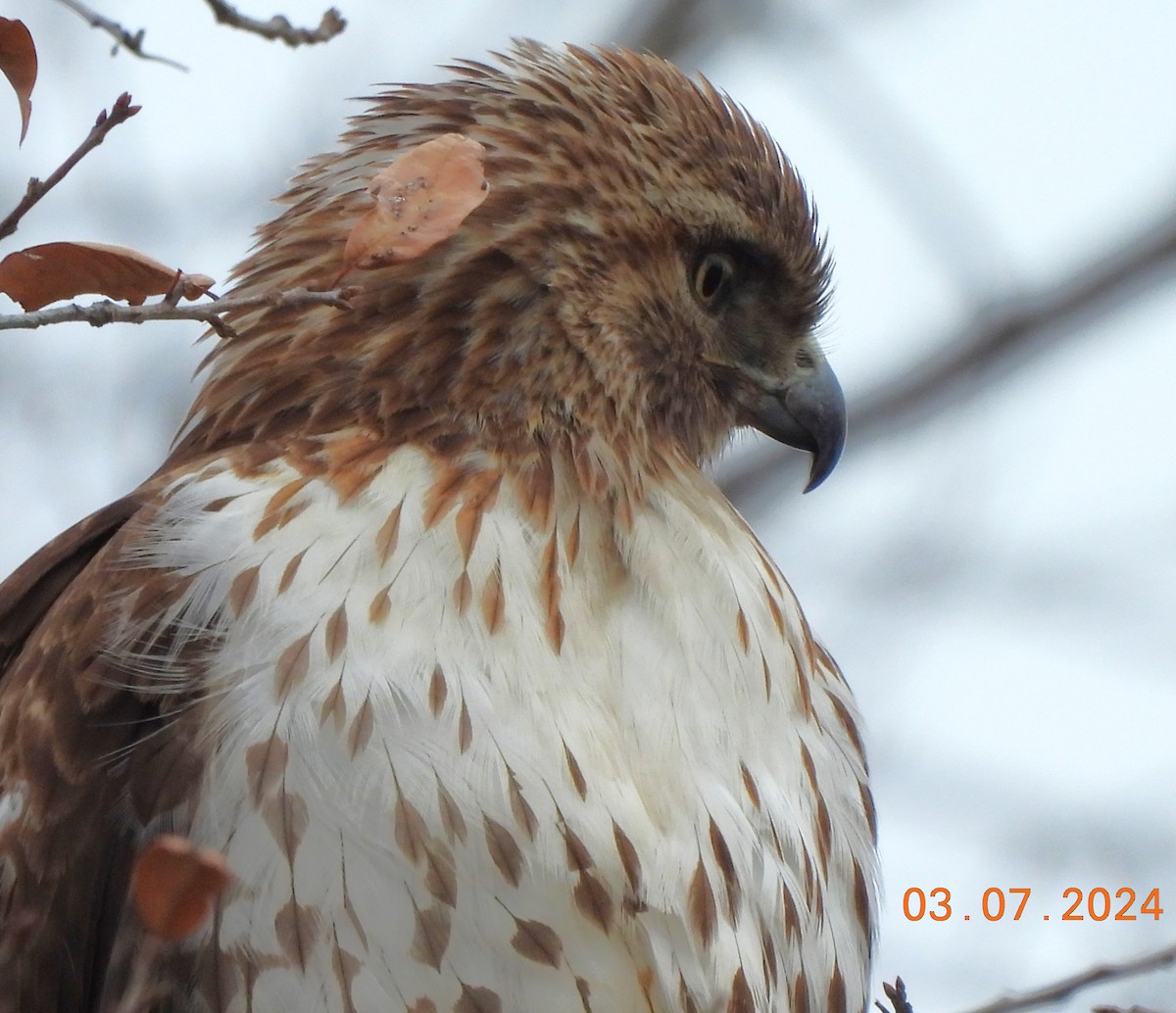 Red-tailed Hawk - ML615767812