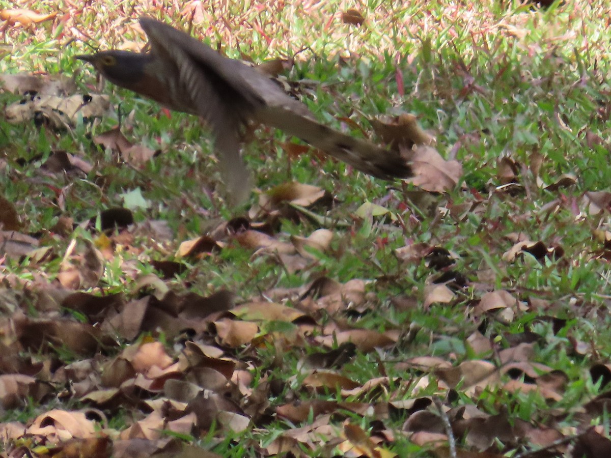 Large Hawk-Cuckoo - Kirsti Carr