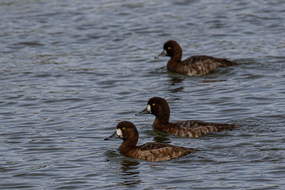 Greater Scaup - ML615767894