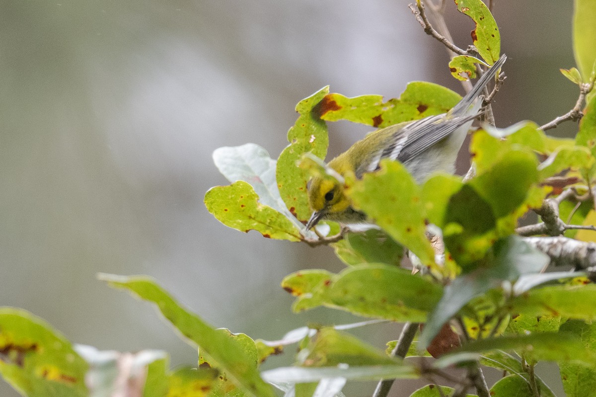 Black-throated Green Warbler - ML615767909