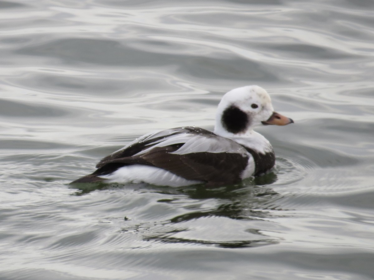Long-tailed Duck - ML615768006